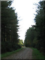 Well maintained forestry road through Horsford Woods in NR10 3FB