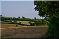Mid Devon : Crop Field in EX17 4BY