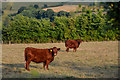 Mid Devon : Grassy Field & Bullocks in EX17 4BY