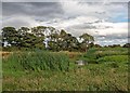 Bulrushes by the River Averon or Alness in IV17 0XB