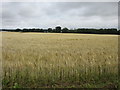 Field of barley in DD7 6LG