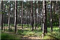 Woodland on Copythorne Common in SO40 2NX