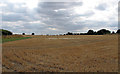 Recently Harvested Crop Field, Roxwell in CM1 4LT