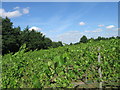 Vines, Chilford Hall Vineyard in CB21 4LE