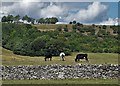 Cattle and limestone wall below Hucklow Edge in Grindlow