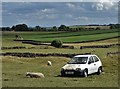 Abandoned car and sheep in a Grindlow field in Grindlow