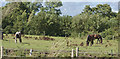 Horses grazing in PR4 3XD