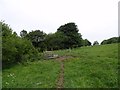 Grazing field beside the Railway path in DH8 7NU