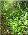 Ferns near Brownston in PL21 0SH