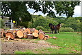 Logs and ponies at Littledown Farm in SO41 6FR