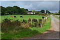 Cows beside the track to Broadley Farm in SO41 6FX