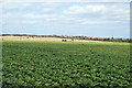 View north-west from Links Road in NR11 8DG
