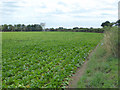 Field north of Links Road, Mundesley in NR11 8DG