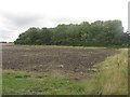 Arable field west of Lysdon Farm in NE25 0SF