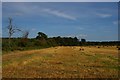 Wheat field south of Tunstall Forest in Rendlesham & Orford Ward