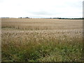 Cereal crop near Pikes Hole Farm in NE32 4BG