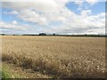 Arable field west of Newsham South Farm in NE24 4HA