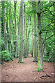 Footpath through the Beeches in St. Paul Ward