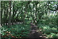 Footpath in The Wilderness in CM9 6LP