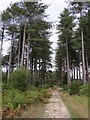Path through Wareham Forest in BH20 7BZ