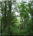 Woodland towards the A1 in NE11 0HE