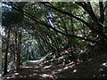 Woodland path on Court Hill in BS21 6AA