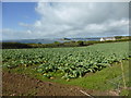 Cabbages and castle in TR20 9NZ