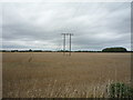 Cereal crop and power lines, Washington in Washington North Ward