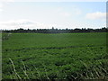 Potato field, Melgund Muir in DD8 2UG