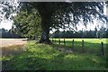 Beech trees mark an old hedge line on Nether Braco farm in FK15 9QA