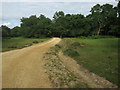 Track from Busketts Lawn car park in SO40 7GN