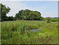 Boggy area in Latchmore Bottom in SP6 2PZ