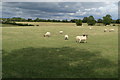 Sheep by the bridleway in NN13 5LU