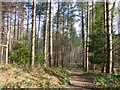 Path in West Walk Woods in PO17 6JR