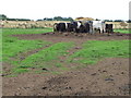 Cattle at a feeder, west of Cundall in YO61 2RP