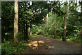 Track in Alice Holt Forest in GU10 4EP