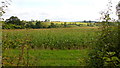 Maize crop near Upton Bishop in HR9 7UE