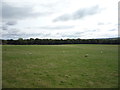 Sheep grazing, Willington in DL15 0GB