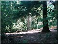 View into Mill Hill Plantation from Mill Lane in NR10 4PT