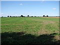 Crop fields west of Mill Lane in NR10 4QA