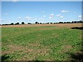 Fields west of Mill Lane in NR10 4QA