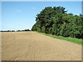 Field boundary hedge west of Mill Lane in NR10 4QA