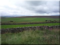 Fields off the A68 in DL13 4JR