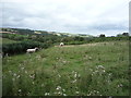 Sheep grazing, Hedley Hill in DH7 9EX