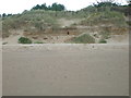 Nest chambers in the dunes at Lunan Bay in DD11 5ST
