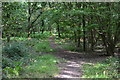 Path in Lower Frenchmoor Copse in SP5 1NX