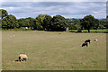 Pasture at Priestley Green in HX3 8RB