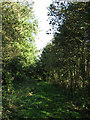 Path through Dovehouse Plantation in Ashby with Oby