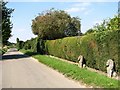 Stone lions guarding a hedge beside School Road in NR15 1DD