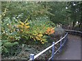 Autumn colour beside the footpath in WV14 0RB